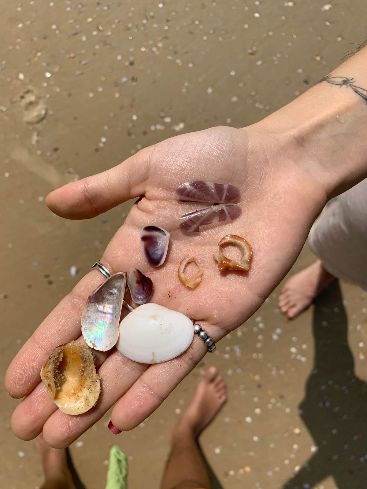 A hand with seashells on their palm