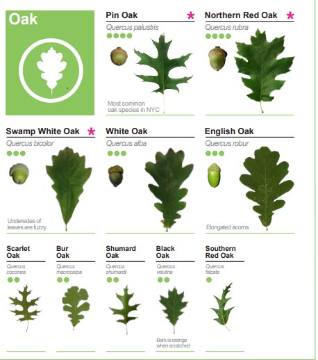 Guide to different types of leaves